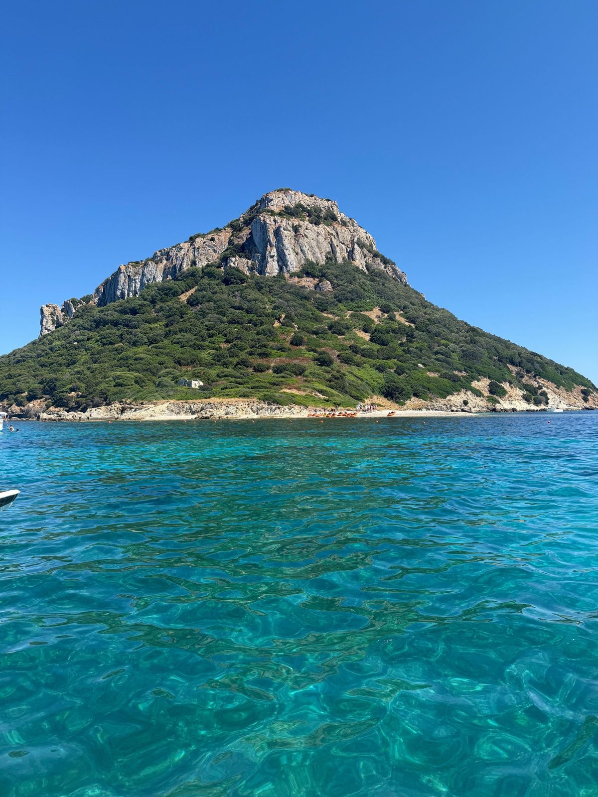 Delfini che nuotano davanti alla barca nel mare di Tavolara