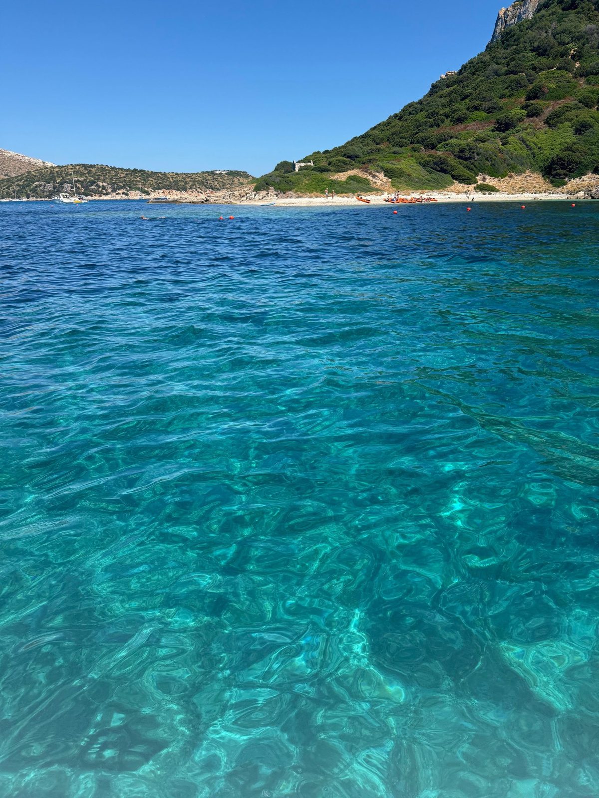 Tursiope in emersione durante il tour da Olbia